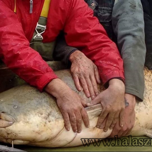 ﻿﻿Legnagyobb halászaton fogott harcsánk